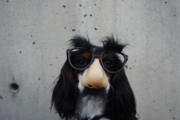 dogsnose-1024x683-uai-258x172 dogsnose-1024x683-uai-258x172 Most Surprising and Funny Google Search Terms in 2017 dogsnose 1024x683 uai 258x172