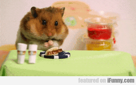 hamster-eat hamster-eat Most Surprising and Funny Google Search Terms in 2017 hamster eat